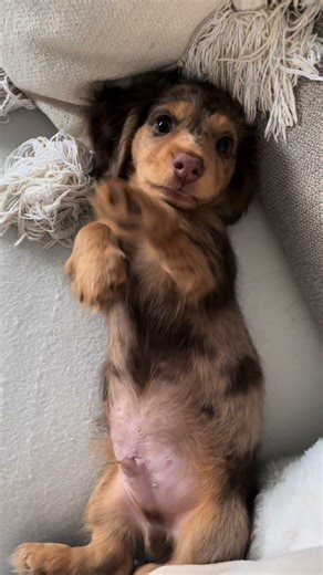 Blue Dachshund: Miniature Dapple Dachshund Set