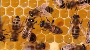 Insects..Communication bees