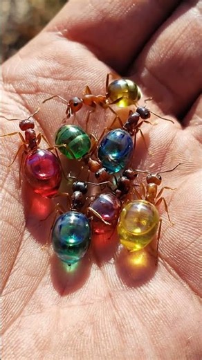 "Rainbow Ants! 🌈🐜 You won't believe these are real! #Shorts #Ants #Nature #Insects #Colorful