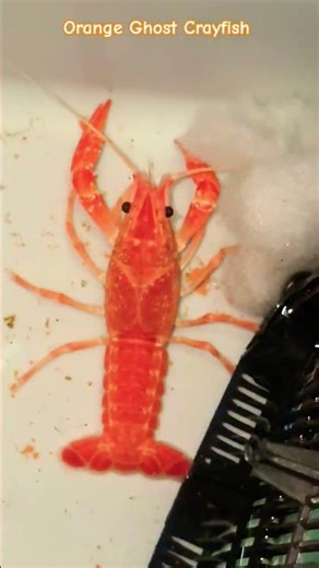 MMA Funny Story Of My CrayFish | Electric Blue CrayFish | Orange Ghost Crayfish #crayfish #crawfish