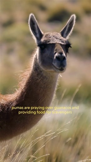 Nat Geo Documentary Films on Instagram: "When key species disappear from their environments, ecosystems unravel—reintroducing them back helps nature heal itself. Get the full story—#WildLifeFilm is now streaming on @DisneyPlus and @hulu."