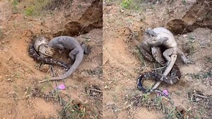 Viral Video: रॉक पाइथन और मॉनिटर लिजर्ड में छिड़ी खतरनाक जंग, वीडियो में देखें किसे मिली जीत