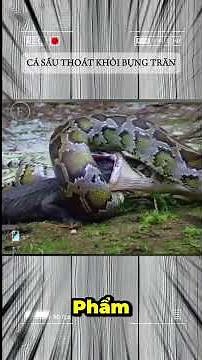 Crocodile escapes from python's belly