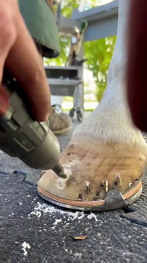 The Art of Farriery: Caring for Horses' Hooves