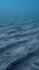 Enchanting cuttlefish mating ritual 😍 Can you spot the bubble kissS? 💋 #scubadiving #cuttlefish #mating #underwater #video #marinelife #redpromargobcan #atlanticocean #underwaterlife | GooDiving