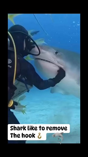 Shark like to remove the hook #followersreels #followersreelsfypシ゚viralj #fishing #fishingtrip #underwaterworld #underwaterphotography #UnderwaterAdventure | Leonardo Busa