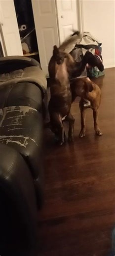 Unbelievable puppy does cartwheel handstand! future mayor of Toronto Zsa Zsa Gabor #puppy #dog @CP24