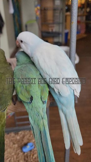 Some of our beautiful babies looking for their forever homes🥰 #quaker #quakerparrot #theparrotandbirdemporium #parrotandbirdemporium #Quaker #bluequaker #greyquaker #cobaltquaker #cobaltbluequaker #cobaltgreenquaker #bluepallidinoquaker #turquoisepallidquaker #turquoisepallidinoquaker #pallidgreenquaker #babyparrot #localshop #birdstore #smallbusiness | The Parrot and Bird Emporium