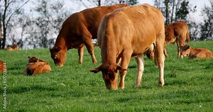Limousin Domestic Cattle, Cows and Calves, Loire Countryside in France, Real Time 4K