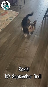 The day has finally arrived!! 🥳 The Stampin’ Up! Holiday Mini Catalog is LIVE now! We’ve got stamps, dies, paper, and embellishments for the upcoming holiday seasons! 🎃🦃🎄No one is more excited about it than Roxie and Tugger! They were anxiously waiting to check out all of the incredible products and start making their wish lists! 😂 Want to check out the Digital Holiday Mini Catalog? Comment HOLIDAY below and I’ll send the link straight to your inbox! #HolidayMiniCatalog #HalloweenCrafts #Ch