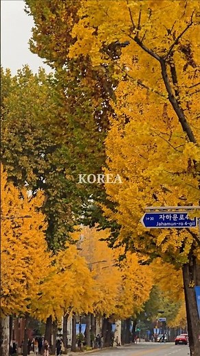 Autumn in Korea, A Walking Tour of Gyeongbokgung Stone Wall Road, Maple Leaves 서울 가을 경복궁 돌담길 단풍거리 산책