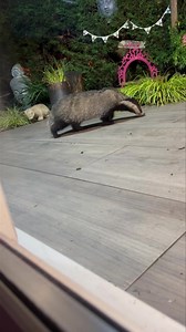 9.6K views · 4.2K reactions | Up close with Little Tippy. I hope these videos somehow make you feel like you’re here and part of the big Narnia family 說❤️ | Mr Lumpy & Friends. | Facebook