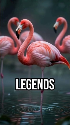 They Told Me Not To Look At The Flamingos #horrorfiles #darktales