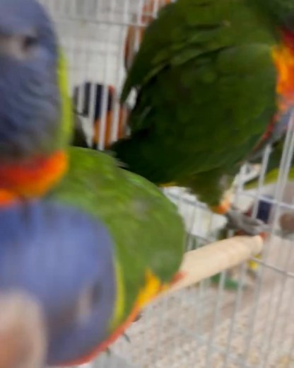 This Christmas, we’re hoping to give more parrots the gift they deserve - a safe, loving, forever home. Many of our birds came from heartbreaking situations, but with proper care, patience, and compassion, they are learning to trust again. If you’ve ever considered adopting, fostering, or supporting a parrot in need, this season is the perfect time to open your heart and your home. Tre Your kindness could be the Christmas miracle a rescued parrot is waiting for. If you can’t adopt, sharing our p