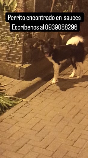 17 shares | Caso externo!! Encontrado Perrito encontrado en #sauces #sauces3 si es tuyo comunícate al 0939088296 #perroencontrado #sauces #perroperdido | Adopción Animal Guayaquil - AG | Facebook