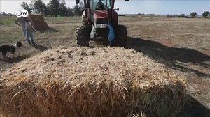 Australian mice threaten harvests and Sydney