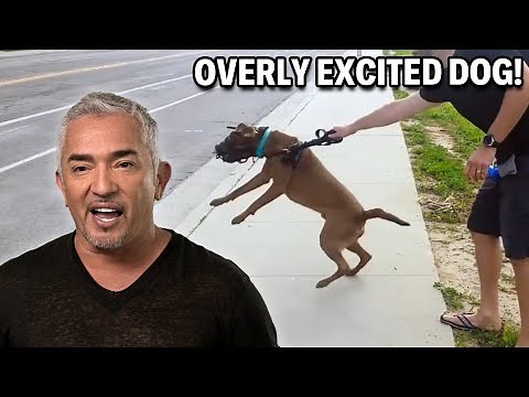 How Humans Being Inactive Impacts Dog Behavior | Cesar 911 Season 3, Ep. 9 - Part 1