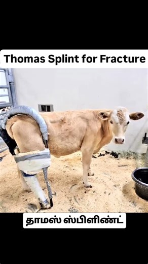 Canine Orthopaedic Association of TamilNadu (COAT) on Instagram: "Thomas Splint for Fracture #Calf"