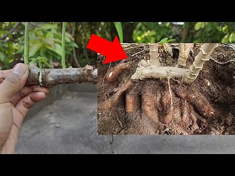 Most People Don't Know this Method of Growing Cassava