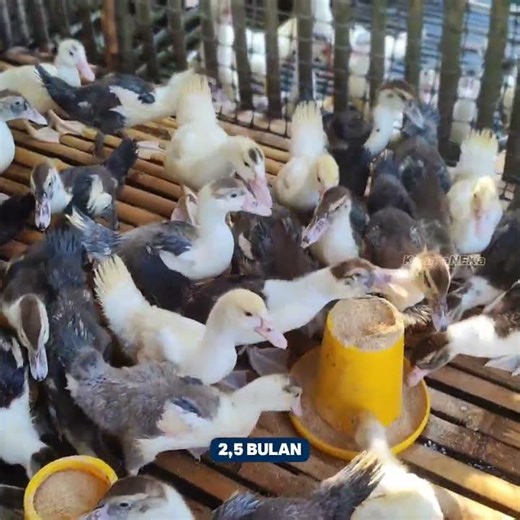 Kebun untuk Kandang Entok #kandangpembesaran #shortsfeed