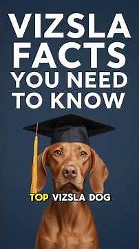 VIZSLA DOG VIDEOS ✅ The TRUTH About Owning Velcro Dogs! Pros & Cons & Puppy Behavior Training Info!