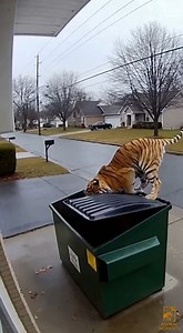 A tiger appears out of nowhere, tense and focused, ready to attack. In a split second, the person reacts on pure instinct, hiding behind a trash can, using the only thing available to survive. It’s not bravery or strategy, it’s the thin line between danger and life, where every second matters and nature reminds us who is in control. #WildEncounter #SurvivalInstinct #NaturePower #RawMoment | Animal Moments