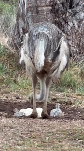 56K views · 1.8K reactions | Such a fantastic sight to see baby ostriches hatching out with the parents | Grampians 'Feathers n Things' | Facebook