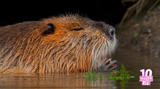 A nutria showed natural behavior on camera