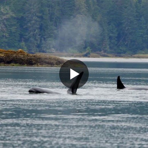 ECHO Program Begins Ship Slowdown Trial in Haro Strait | Vancouver Fraser Port Authority posted on the topic | LinkedIn