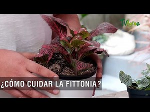 Cómo cuidar la fittonia - TvAgro por Juan Gonzalo Angel Restrepo