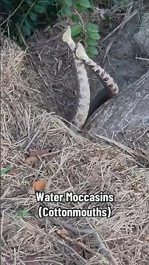 Water Moccasins (Cottonmouths)