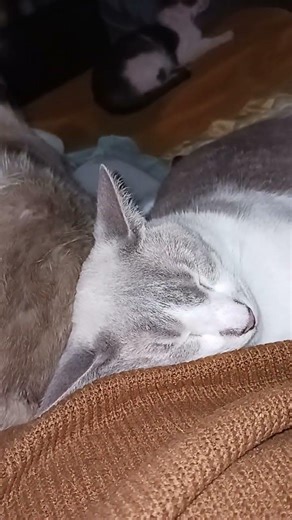 Egyptian song call of the wild cat!