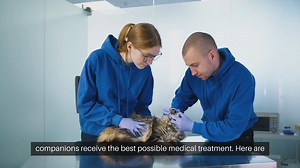 Cat Health Insurance Benefits