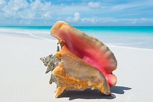 The Conch