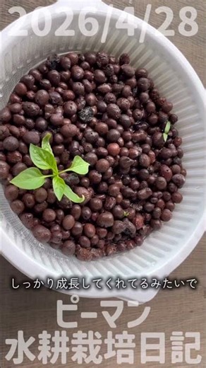 2026/4/28 Bell Pepper Hydroponics Cultivation Diary