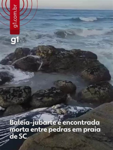 Litoral de SC - Uma baleia-jubarte foi encontrada morta entre as pedras do costão da Praia do Forte, em São Francisco do Sul, no Norte de Santa Catarina. Uma equipe do Programa de Monitoramento de Praias Bacia de Santos (PMP/BS) foi acionada para o resgate no domingo (28), mas o animal já estava sem vida. Considerando as condições climáticas e o difícil acesso ao local do encalhe, as equipes farão a retirada da carcaça apenas nesta terça-feira (30). 🐳 As baleias-jubarte aparecem na costa brasil