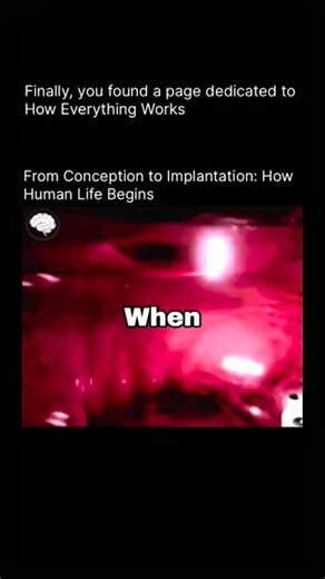 How Everything Works on Instagram: "Conception begins when sperm enter the vagina and travel through the cervix into the uterus. Although millions of sperm start this journey, only a small number reach the fallopian tubes, where fertilization can occur. Around once each month, ovulation releases a single mature egg from the ovary, creating a short fertile window during which pregnancy is possible. If one sperm successfully penetrates the egg, their genetic material combines to form a zygote a si