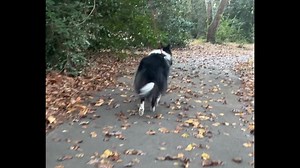 Dogs’ proprioception amazes me. Rosi has always tried to avoid stepping on crunchy leaves when she could, even as a young dog. Check out how she maneuvers her back feet around the leaves! | Core Fit Canine - Conditioning and Massage | Facebook