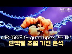 [연구 소개] miR-1587의 G-quadruplex 구조 기반 단백질 조절 기전 분석