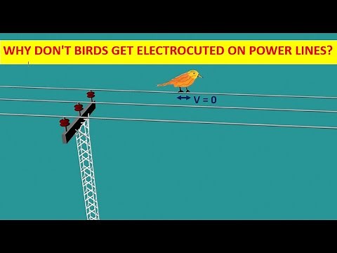 Why don't birds get electrocuted on power lines?