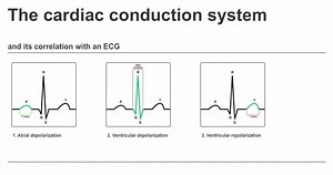 12K views · 164 reactions | Cardiac conduction system and its relationship with ECG | Davidson's Principles and Practice of Medicine | Facebook