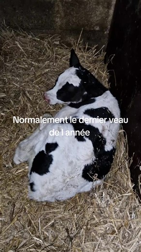 Vidéos de Mémé connectée (@isabellelelamer) avec Moon light shadow Fady - Fady 🎸