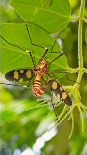 Nature’s Ultimate Bluff: The Stunning Tiger Crane Fly! ❌🐝