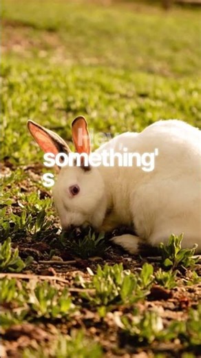 Understanding Rabbit Thumping Behavior