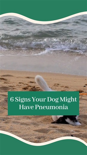 3.7K views |  Is Your Dog Hiding a Lung Infection? They can’t tell...