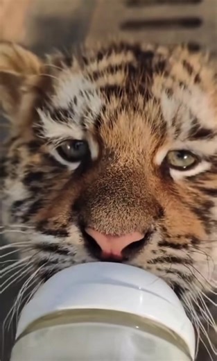 Hackneyed5 (@hackneyed5)’s videos with original sound - Hackneyed5