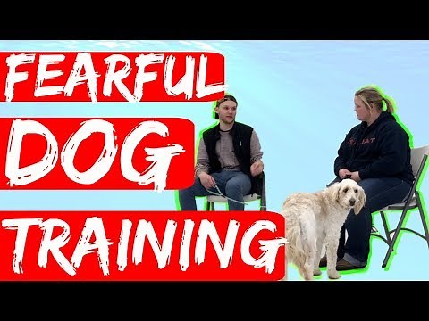 How to work with fearful dog Part 2- Training a shelter dog