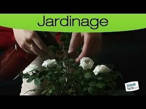 Les actuces pour faire un insecticide naturel