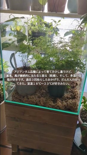 【アジアンタム】過去３回枯らして学んだ事、育て方のコツ。