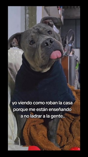 ¡Eso es adorable! Los perritos con la lengua afuera son una de las imágenes más tiernas y divertidas que existen. Es como si estuvieran disfrutando al máximo del momento y no pudieran contener su felicidad. La lengua afuera es un gesto tan característico de los perritos que puede iluminar cualquier día y hacer sonreír a cualquiera. ¡Seguro que el perrito se siente muy feliz y contento cuando está así! 🐶😍🥰♥️😇🥹❤️‍🔥🙏🐾✨ #perro #dog #gato #cats #mascotas #doggo | Mascotas ALvictv